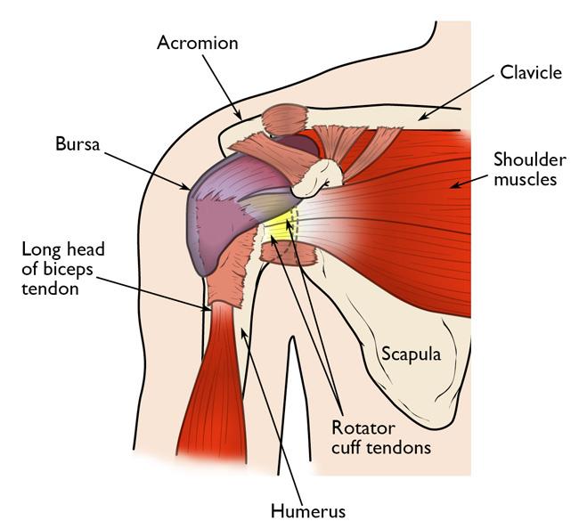 Rotator Cuff